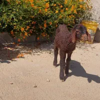 بره قوچ هترو