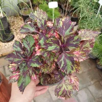 باباادم فقط۱۶۵مستقیم ازتولیدی بدون واسطه