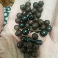 دانه تسبیح یسر نو سالم|کلکسیون اشیاء عتیقه|رشت, شهرک شهید مفتح|دیوار