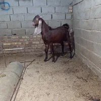 بز غاله