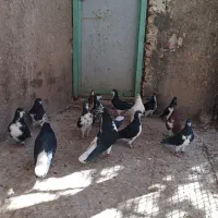 تعدادی چپ و راست|پرنده|پاسارگاد, |دیوار