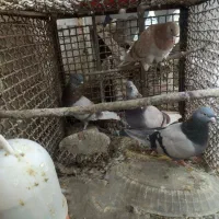 کبوتر کهنه و مفلقه و گمشده|پرنده|کاشان, پاقپان|دیوار