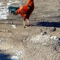 خروس اصل لاری