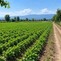 فروش-زمین-کشاورزی-2000متری