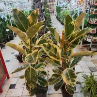 گل آپارتمانی فیکوس بلند زاموفیلیا کوکوپیت قاشقی|گل و گیاه طبیعی|قم, ولیعصر|دیوار