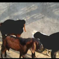 بز نر در شادگان