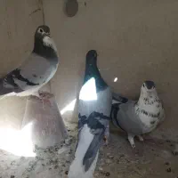 دمگیر گلین خرقه|پرنده|اصفهان, طامه|دیوار