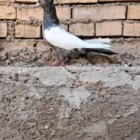 کبوترماده کت برف