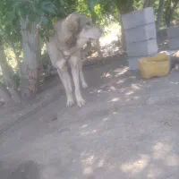 سگ عراقی سرابی نرماده