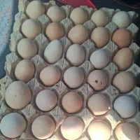 تخم مرغ محلی تضمینی