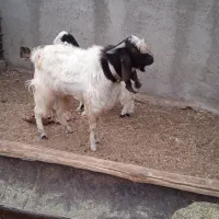 کره نر|حیوانات مزرعه|شهرضا, |دیوار