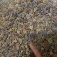 کشمش سایه خشک