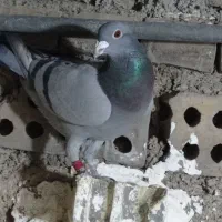 3تا کبوتر|پرنده|دزفول, |دیوار