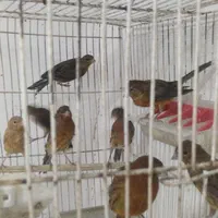 فروش قناری سوخته|پرنده|امیدیه, |دیوار
