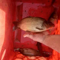 تولید وپخش انواع بچه ماهی /کپور/امور/|ماهی|کاشان, شهدا|دیوار