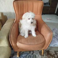 فروش سگ شیدوز