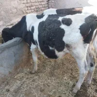 گوساله