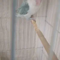 کفتر نروماده گلی رنگه المانی کرمونی کوتوله ابی|پرنده|تربتحیدریه, سرمحله|دیوار