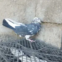 کفتر|پرنده|دهدشت, |دیوار