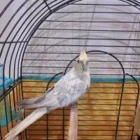 عروس ماده فول رام