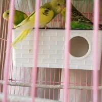 پرنده|پرنده|فردیس, فردیس|دیوار