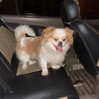 فروش سگ نژاد پیکینیز