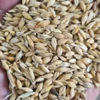 ۳ تن جو خارجی گونی شده.میش بره