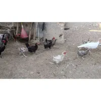 فروش بوقلمون|حیوانات مزرعه|فسا, |دیوار