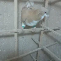 ۱۵۰۰۰۰۰|پرنده|بجنورد, |دیوار