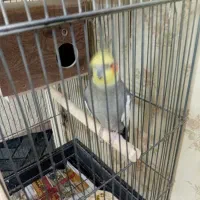 یک جفت عروس هلندی مولد جوون