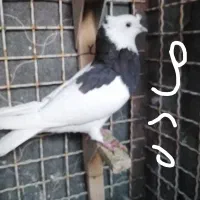 طوقی|پرنده|شیراز, شهرک قمشه|دیوار