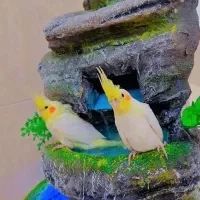 فروش عروس هلندی|پرنده|وراوی, |دیوار