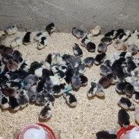 جوجه گلین لری اصل