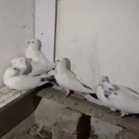 کبوتر