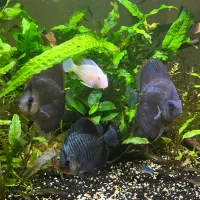 چهار عدد ماهی دیسکس ماهی زینتی Discus|ماهی|اصفهان, باغ فردوس|دیوار