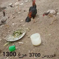 مرغ و خروس لاری