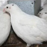 بلدرچین سفید تخمگذار و گوشتی