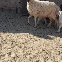 میش جوان زایش اول فروشی|حیوانات مزرعه|زیرکوه, |دیوار