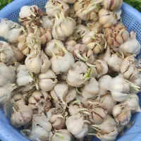 سیرمحلی دانه درشت آماده نشا|خدمات باغبانی و درختکاری|فومن, |دیوار