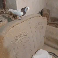 سه عدد کبوتر یه طوق سرخ یه کم سفید و سرخ دم سفید|پرنده|بهبهان, |دیوار