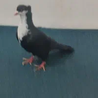 کروات|پرنده|خواف, |دیوار