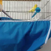 قناری نر شلاقی|پرنده|برخوار, |دیوار