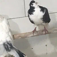 دمگیر‌ماده‌جوون باهوش