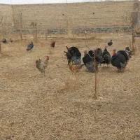 بوقلمون|حیوانات مزرعه|سراب, |دیوار