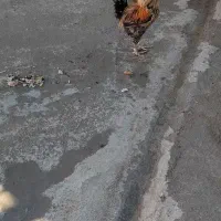 خروس|پرنده|خرم‌آباد, |دیوار