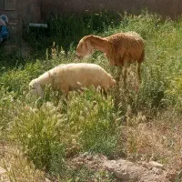میش بره دار