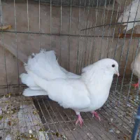 کفتر سفید دم چتری، تزیینی