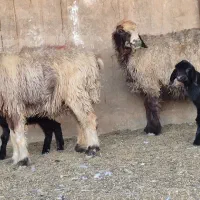 دو راس میش بره دار  بره نرهست