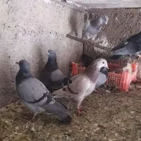 پرنده|پرنده|چرداول, |دیوار