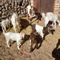 بز وکره|حیوانات مزرعه|تفت, |دیوار